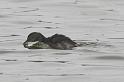 Least Grebe 011709 020